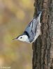 white_breasted_nuthatch_1.jpg