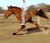 2-legged-horse_with_BD.gif