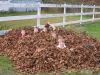 heads_in_the_pile_(Small).jpg