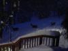 snow_deer.jpg